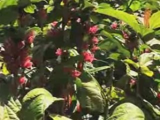 EMISSION " N COMME NATURE "- G COMME GOTHEA STRICTIFLORA