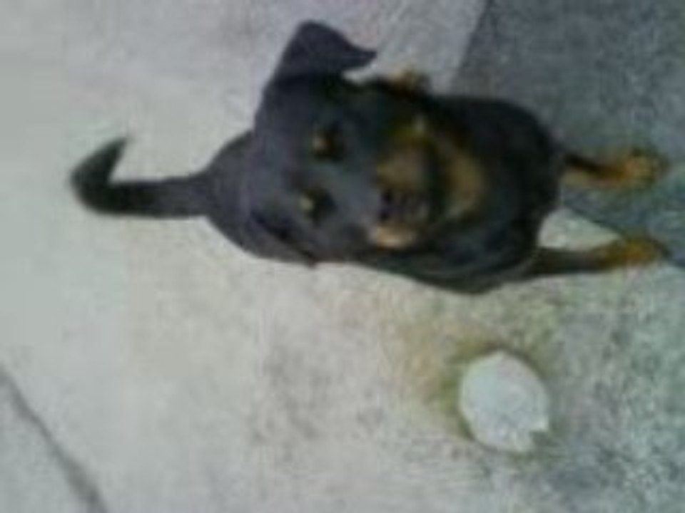 crocweiler er son bâton