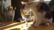 Mon chat a soif !!!!!!!!! Ne laissez pas trainer vos verre !