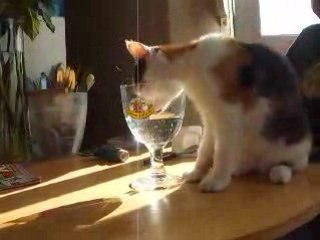 Mon chat a soif !!!!!!!!! Ne laissez pas trainer vos verre !