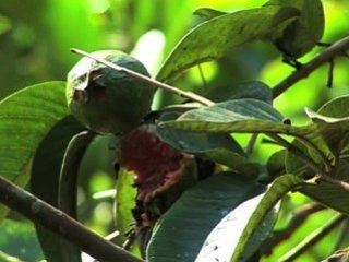 EMISSION " N COMME NATURE "-G COMME GOYAVIER