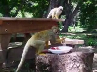 Saimiri - petits singes