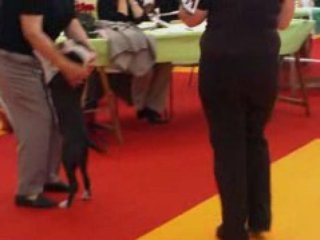 nationale d elevage orleans 2008 super puppy femelle