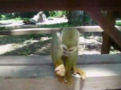 Saimiri - petits singes