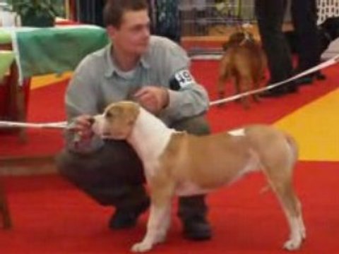 nationale d elevage orleans 2008 super puppy femelle