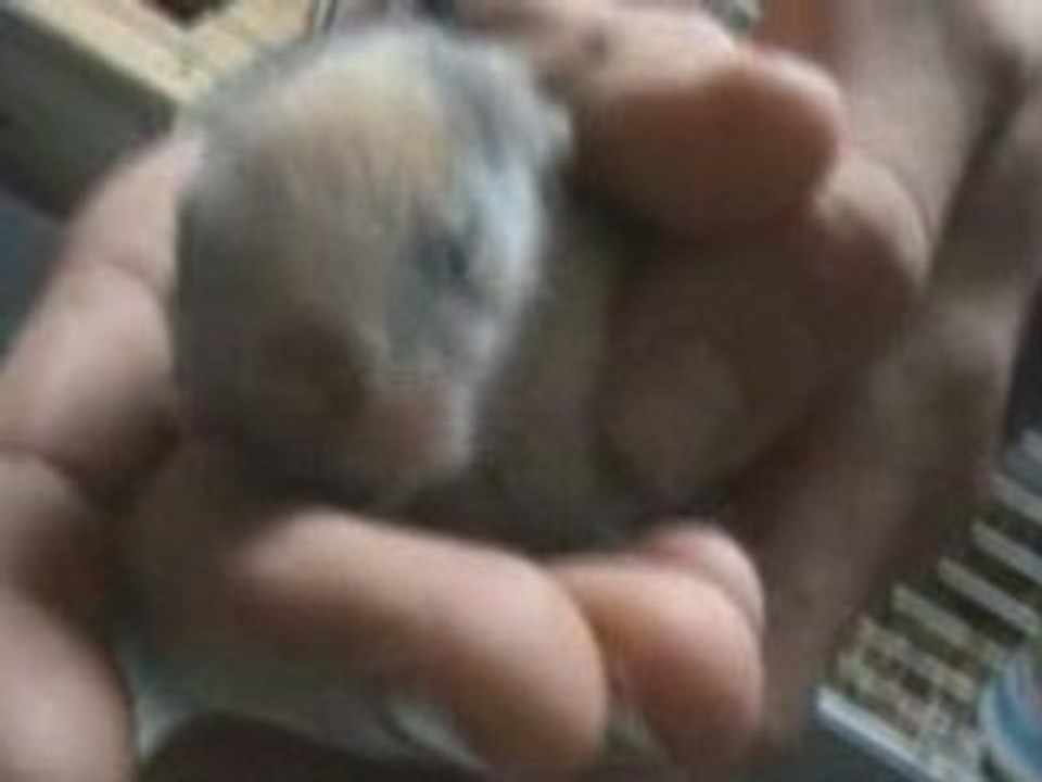 les bébés de quenotte et robby à une semaine de vie