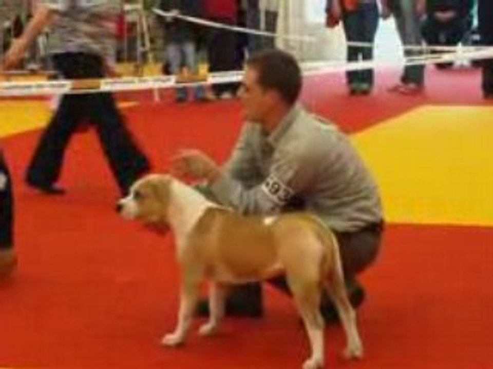 nationale d elevage orleans 2008 super puppy femelle