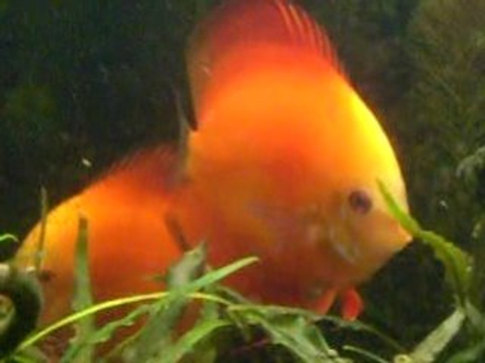 Discus Fries