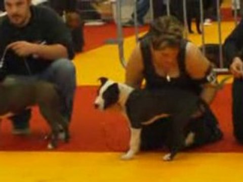 nationale d elevage orleans 2008 super puppy femelle