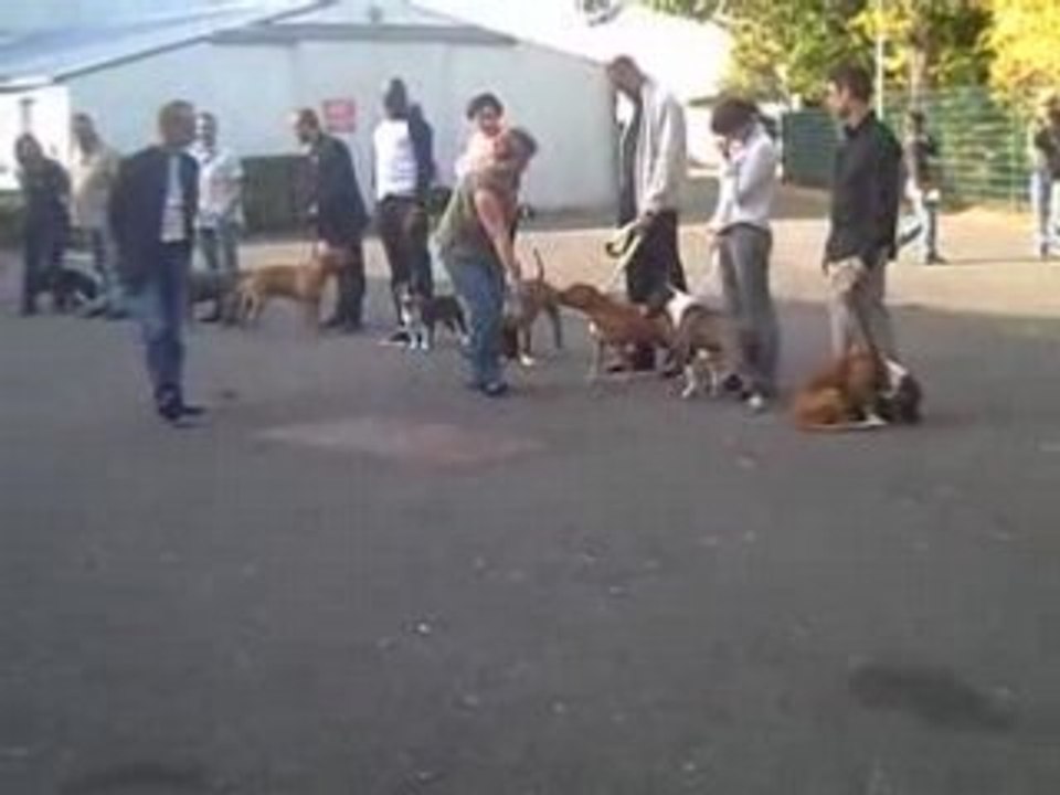 nationale d elevage orleans 2008   T  A   N