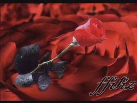 EYVAH OĞUL-SEVDA KARADENİZ