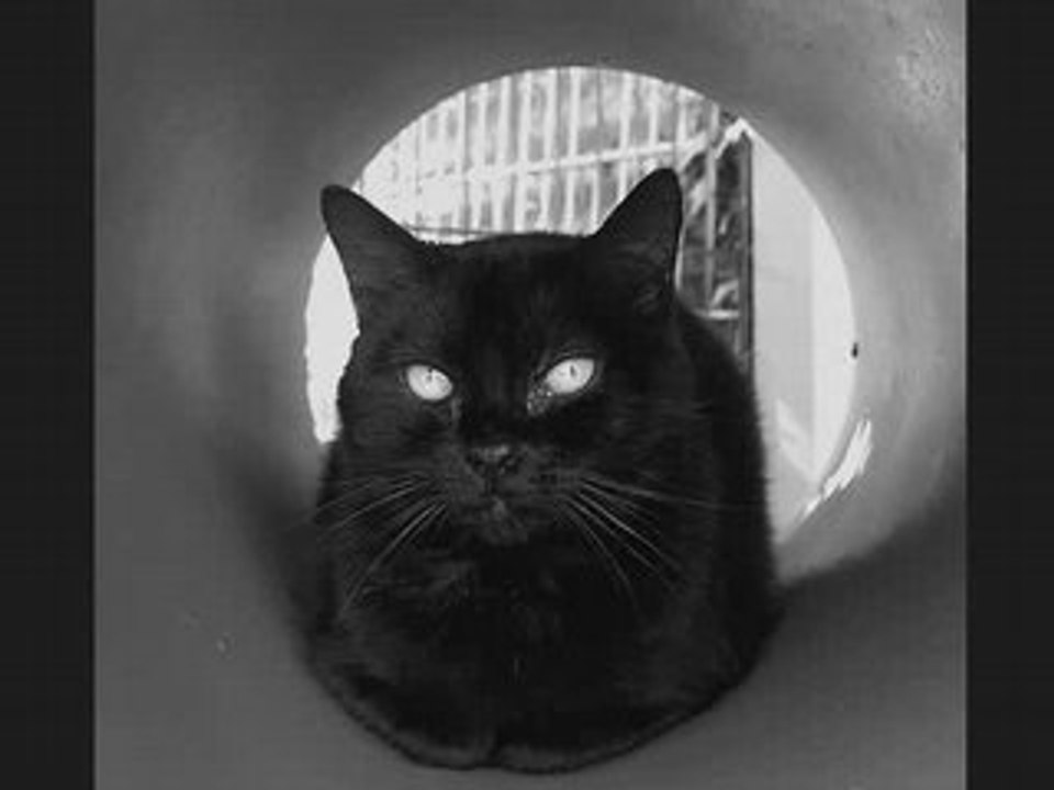Chats NOIRS!