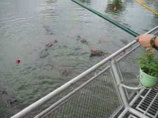 Peche au gros Viet-Nam