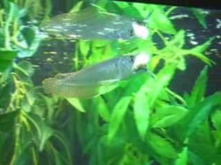 Poisson dragon qui mange une moule (Arowana)