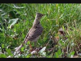 Alouette des champs N2