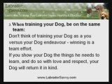 Three Important Labrador Training Tips Every Owner Must Know