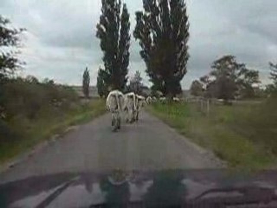 les vaches sur la route de Baron