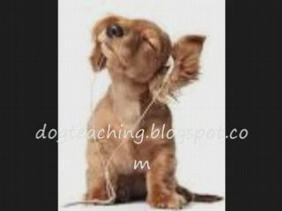 have your dog with behavior problems?