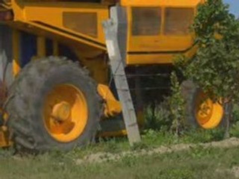Machine or hand picked grapes
