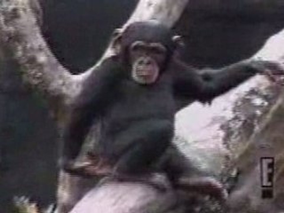 Chimp