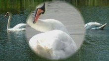Cygne tuberculé N