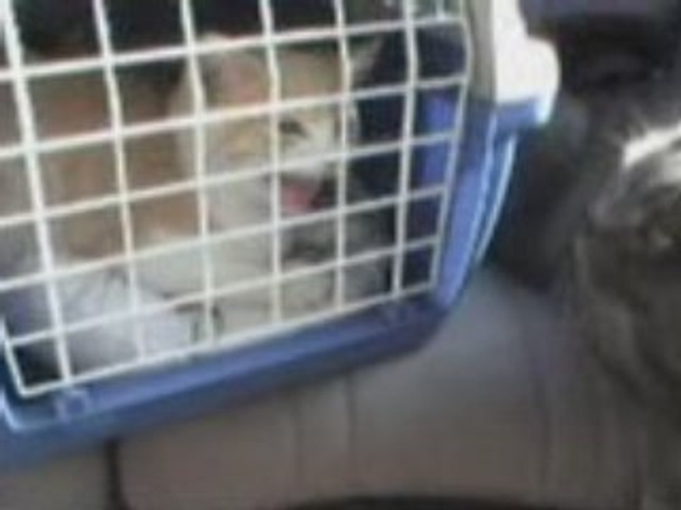 1er trajet voiture!10 octobre! for lib