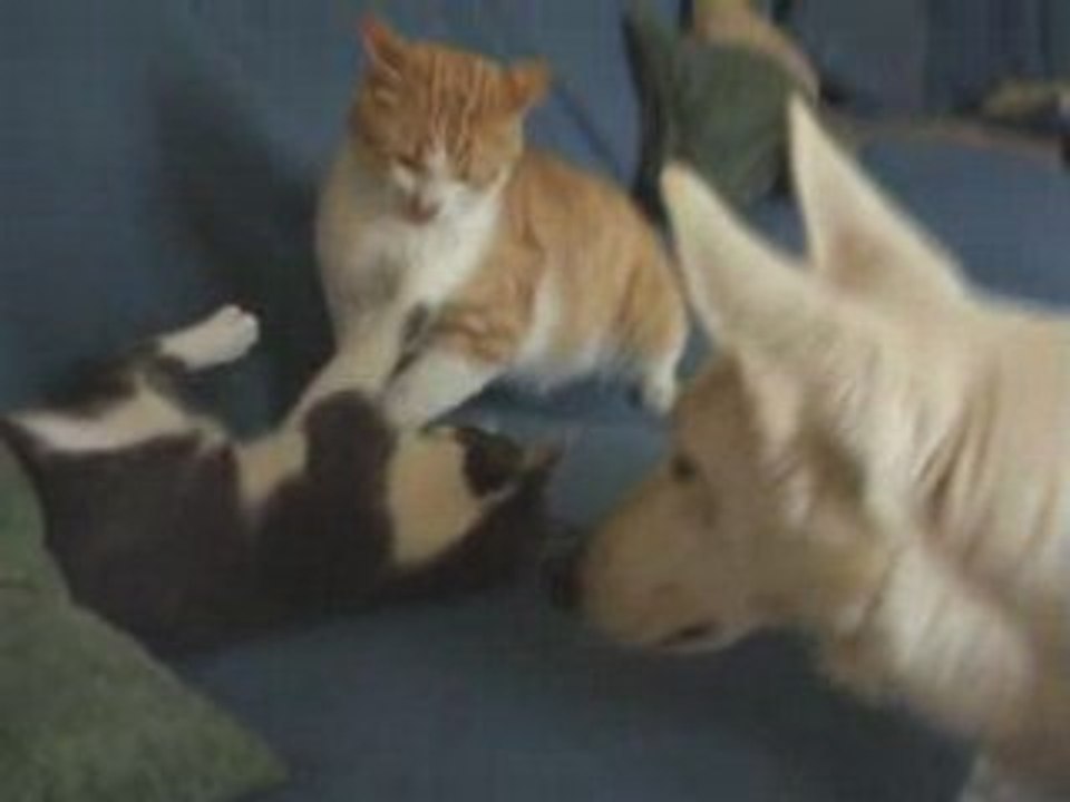 Chats montage