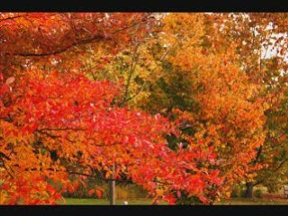 Couleur D'automne