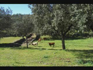 Dehesas de Arroyomolinos de León