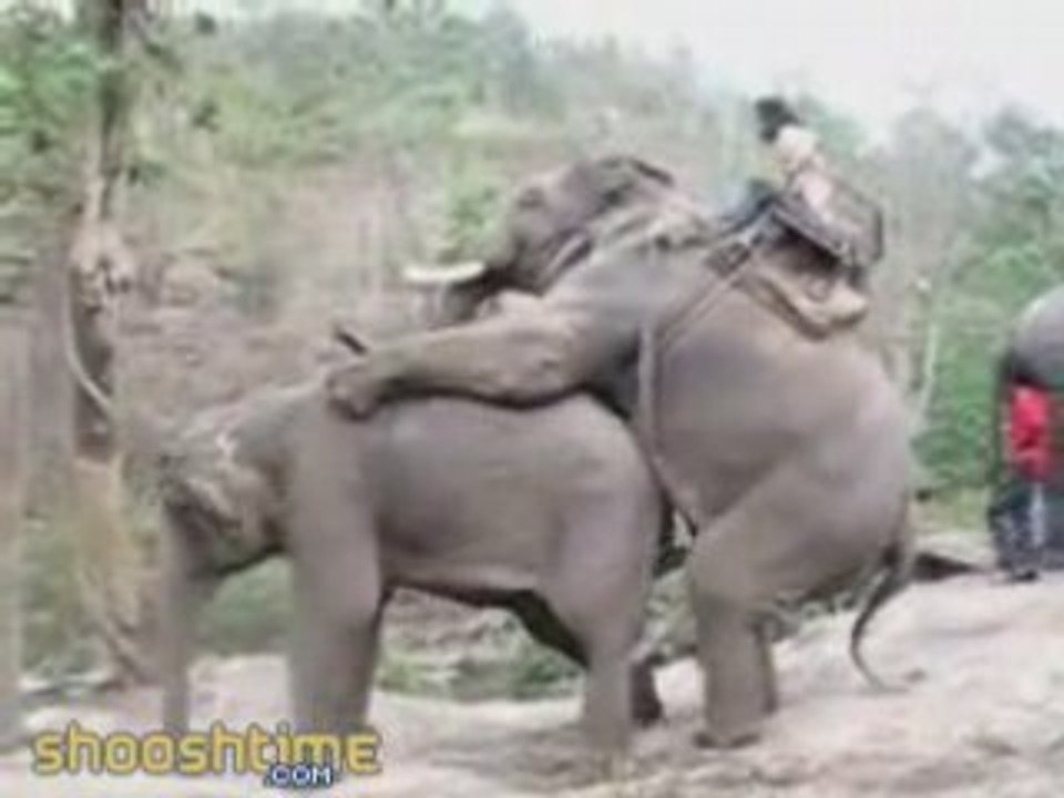 Wild Safari !