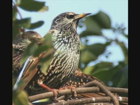 Etourneau sansonnet N