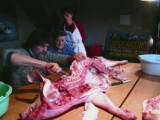 Maltraitance animaux