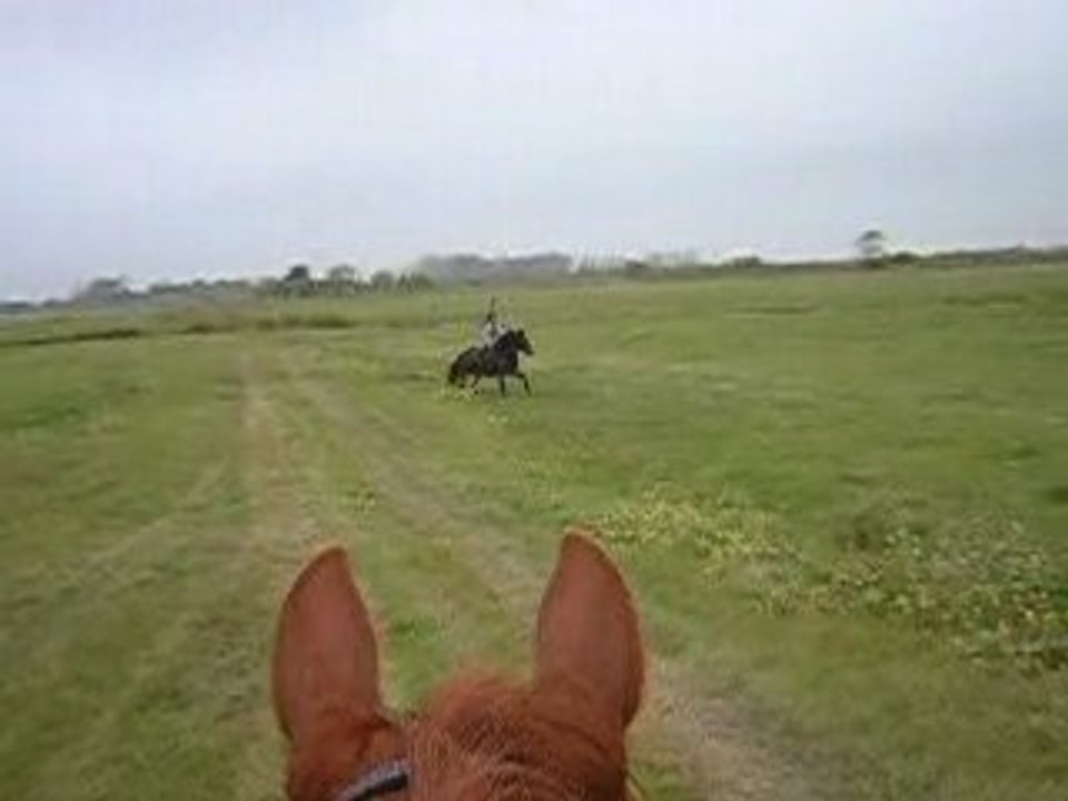 Dans les prés au galop