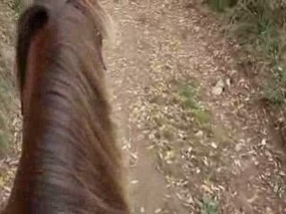 16-10 pré des vaches