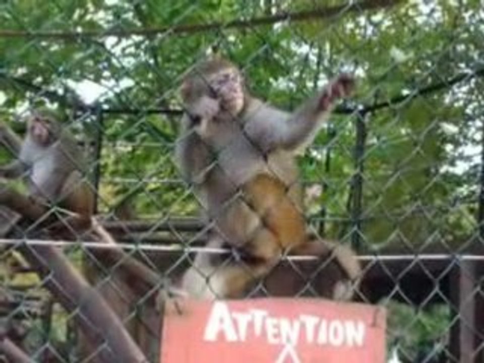 singe gourmand