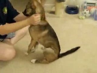 How To House Train Your Puppy or Dog