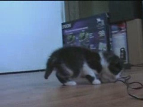 Mes chatons à 6 semaines