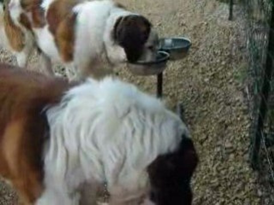 Des années de dressage pour un litre de bave