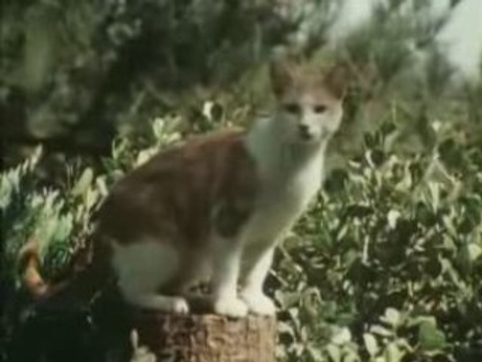 Waldo Kitty - 80 - TF1