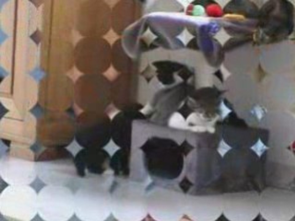 Les deux pt chatons