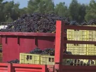 Wine made at a prison in Portugal is doing a roaring trade
