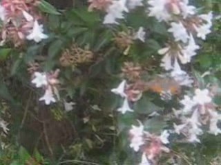 Le sphinx papillon nocturne