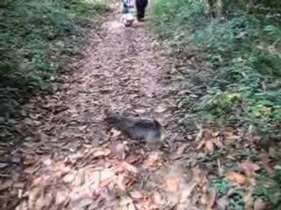 journée aux chataignes
