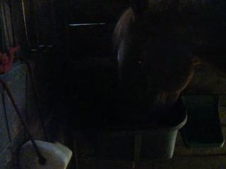 Ma jument et sa pierre à sel