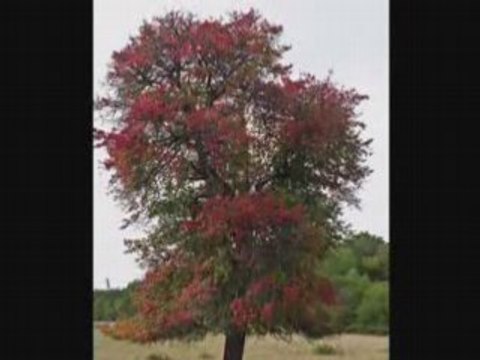 découverte plantes arbres promonature
