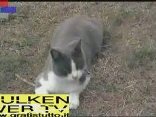 E' un Gatto molto bello ma va' K.O. sul finale! by hulke[N]