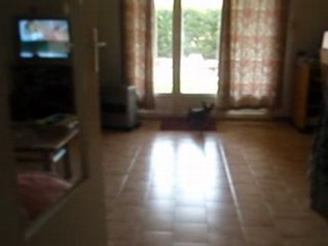 pinscher nain calie obeissance