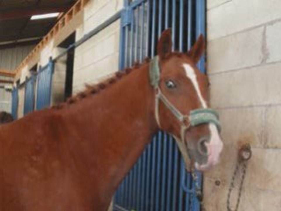 Les pOneys