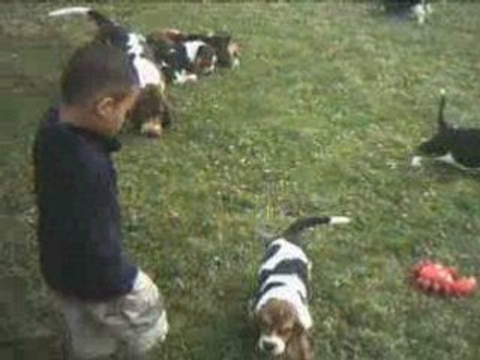 BB HOUND