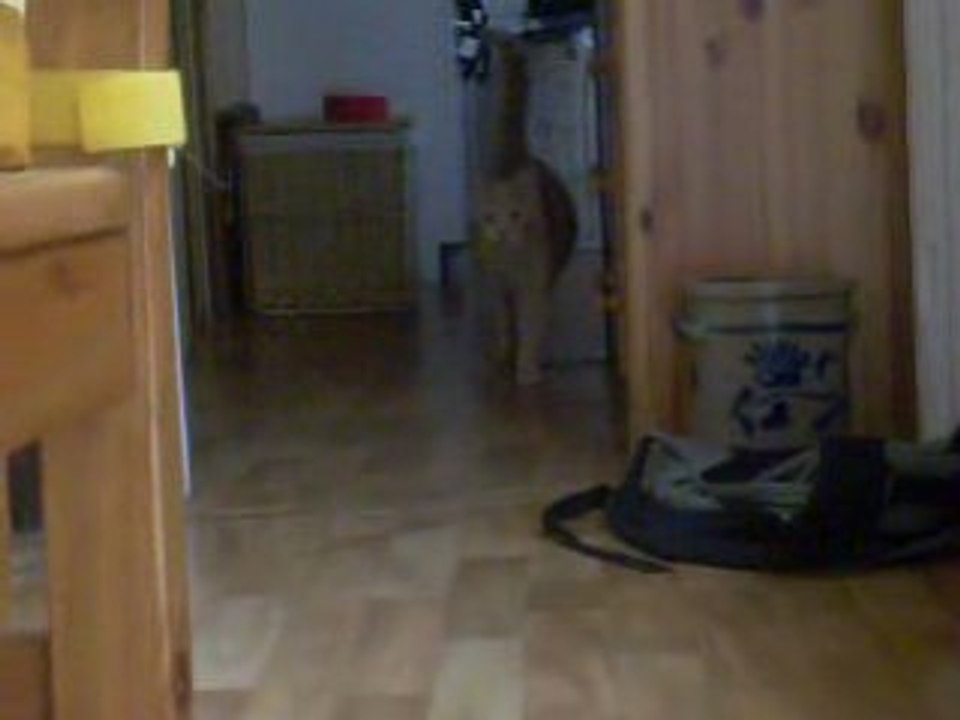 chat raporte 1 boule 3